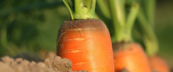 Learn about the seeds and oil of carrots